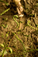 Flora and Fauna