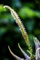 Flora and Fauna