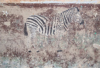 Flora and Fauna
