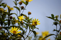 Flora and Fauna