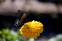 Flora and Fauna