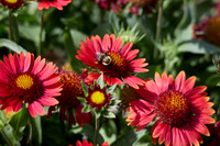Flora and Fauna