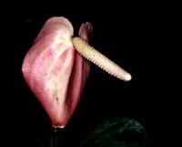 Flora and Fauna