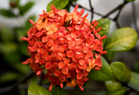 Flora and Fauna